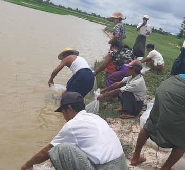 ကိုဗစ်အလွန်၌ကျေးလက်နေပြည်သူများငါးစားသုံးမှုမြင့်တက်လာစေရန်မကွေးမြို့နယ်ရေကန်များ၌ငါးမျိုး၁၂၅၀၀၀တစ်သိန်းနှစ်သောင်းငါးထောင်စိုက်ထည့်