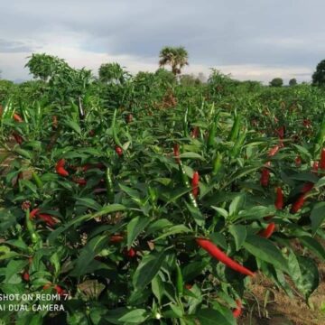 ထိုင်းဘတ်ငွေဈေးကျဆင်း မတည်ငြိမ်တာကြောင့်ပြည်တွင်းငရုတ် သီးအစိုဈေးကျဆင်းနေ