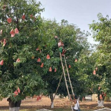 ရာသီဥတုပြောင်းလဲမှုကြောင့် လာမည့်သရက်သီးရာသီတွင် အသီးတင်မှု လျော့ကျနိုင်