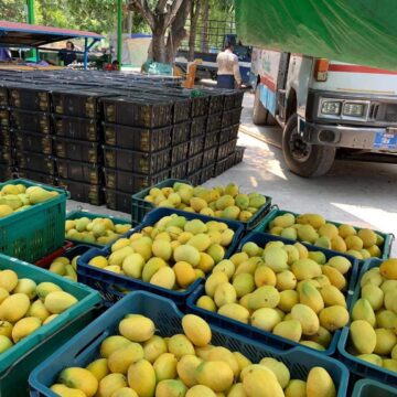 စင်ကာပူသို့အရည်အသွေးမြင့် မြန်မာ့စိန်တလုံးသရက် တန် ၁၀၀ တငိပို့သွားမည်