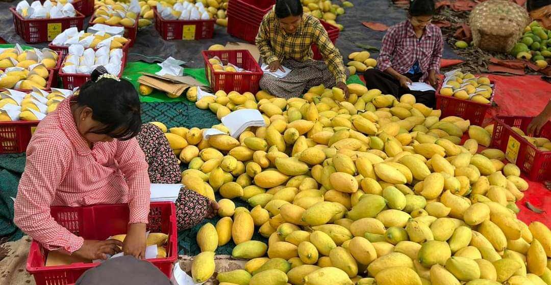 မြန်မာ့စိန်တလုံးသရက်သီး  ပေါ်ဦးပေါ်ဖျား ဈေးကောင်းရရှိ