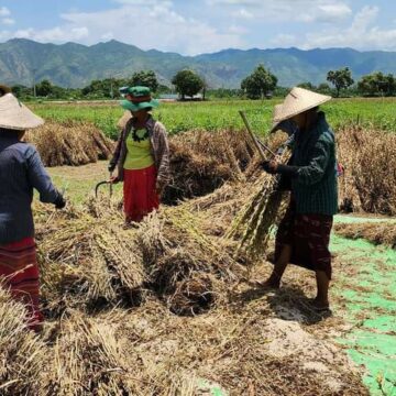 မကွေးတိုင်းဒေသကြီး ဆီထွက်သီးနှံအထူးဇုန်တွင် စိုက်ပျိုးသော မိုးနှမ်းများ စတင်ရိတ်သိမ်း