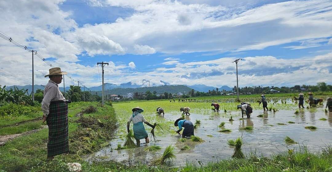 နိုင်ငံတစ်ဝန်းရေကြီး၊ ရေလျှံမှုများကြောင့် စပါးစိုက်ဧက ခုနှစ်သိန်းကျော် ပြန်လည်စိုက်ပျိုးရမည်