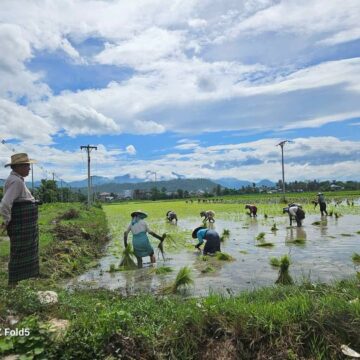 နိုင်ငံတစ်ဝန်းရေကြီး၊ ရေလျှံမှုများကြောင့် စပါးစိုက်ဧက ခုနှစ်သိန်းကျော် ပြန်လည်စိုက်ပျိုးရမည်