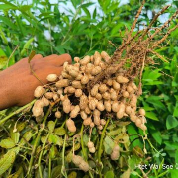 ပြည်တွင်း စားသုံးဆီဖူလုံစေရေး အတွက် ဆီထွက်သီးနှံ အထူးဇုန်(၁၂)ဇုန် သတ်မှတ်ဆောင်ရွက်နေ