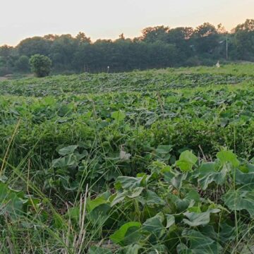 ဧရာ၀တီမြေနုကျွန်းစိုက်ခင်းများမှ စားဖိုဆောင်သီးနှံများ ဈေးကောင်းရ  