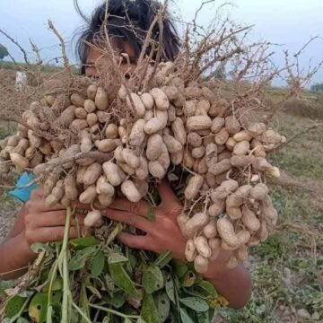 ဆောင်းမြေပဲများ စတင်ရိတ် သိမ်းရာ အထွက်နှုန်းကောင်း၊ ဈေးကောင်းရနေ